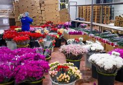 Sevgililer Günü için 30 ülkeye 75 milyon dal çiçek ihracatı