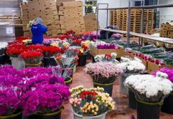 Sevgililer Günü için 30 ülkeye 75 milyon dal çiçek ihracatı