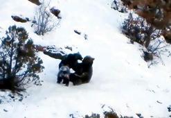 Karlı zeminde anne ayı ve yavruları fotokapana yansıdı