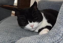 İngiltere Dışişleri Bakanlığı'nın eski kedisi Palmerston, Bermuda'da yeni görevine başladı