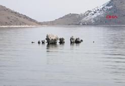 Van Gölü’ndeki çekilme sonrası mikrobiyalitler karaya çıktı