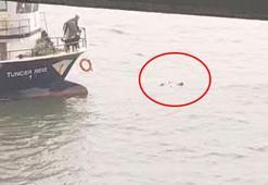 Fatih’te denize düşen kadın balıkçılar tarafından kurtarıldı