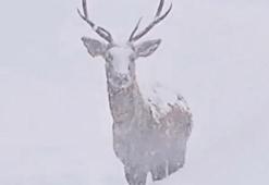 Karlı havada kızılgeyikler görüntülendi