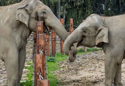 Türkiye'de doğan ilk fil 'İzmir' 14 yaşında