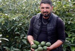 Deneme amacıyla dikildi, yılda 21 bin ton ürün alınıyor