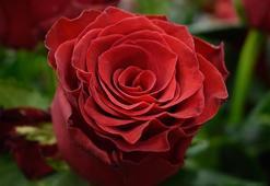 Sevgililer Günü'nün sembolü kırmızı gülün tanesi 150 lira