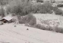 Kastamonu'da aç kalan kurtlar köye indi; o anlar kamerada