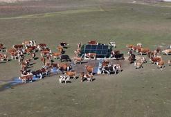 Valinin ‘serçe parmak’ örneği projeye dönüştü; 25 köyde güneş enerjisiyle hayvanlara can suyu sağlandı