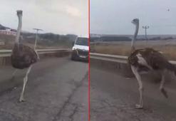 Diyarbakır’da çiftlikten kaçan deve kuşu kara yoluna girdi