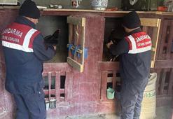 Dövüştürülen horozları jandarma kurtardı
