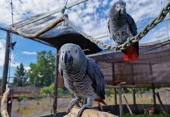 34 Afrika Gri Papağanı Turkish Cargo ile doğal yaşam alanlarına teslim edildi