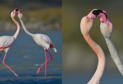 Gökçeada'da flamingoların 'kur' ve 'beslenme' dansı fotoğraflandı