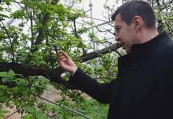 Mersin'de erkenci erik hasadı; kilosu 8 bin liraya alıcı buldu