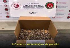 Sarp Gümrük Kapısı'nda 910 su kaplumbağası ele geçirildi
