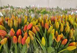 Suda 200 bin lale üretimi