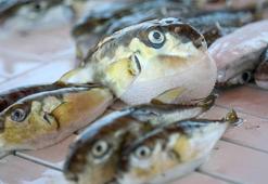 Balon balığını yakalayıp karaya çıkarana 3 bin 770 lira ceza