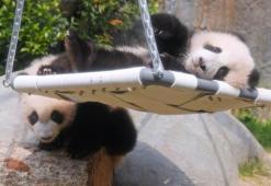 İkiz panda yavruları ziyaretçilerini karşıladı