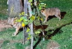 Her gün evinin önüne gelen çakalları besliyor