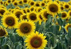 Edirneli üretici, mevsim değişikliği ile ayçiçeği ekimini öne çekti