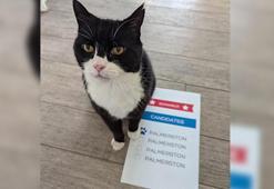 Bermuda’nın ‘kedi ilişkileri danışmanı’ Palmerston, seçimler için oy kullandı