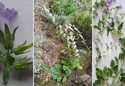 Aydın'da yeni bir bitki türü keşfedildi; 'Kuşadası Çanı' adı verildi