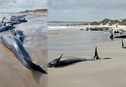 Avustralya'da 150'den fazla sahte katil balina kıyıya vurdu