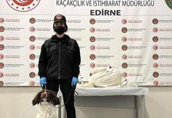 Kapıkule'de otomobildeki uyuşturucuyu 'Jeff' buldu