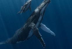 Yılın Sualtı Fotoğrafçısı Ödülü'nü kazanan eser belli oldu