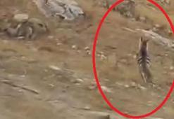 Diyarbakır'da çizgili sırtlan kamerada