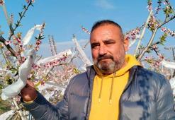 Çiçek açan şeftali ağaçlarını dona karşı tülle sardı