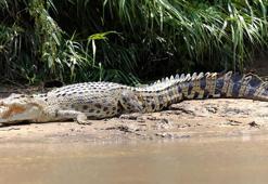 Endonezya'da timsah saldırısı: 10 yaşındaki çocuk kayıp