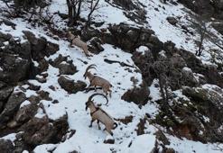 Munzur Vadisi Milli Parkı’na inen dağ keçileri, dron kamerasında