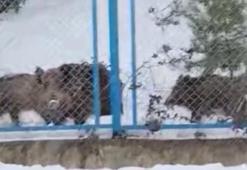 Eyüpsultan'da yiyecek arayan domuz sürüsü yola indi; sürücü 'Hey' diye seslendi