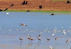 Reyhanlı Baraj Gölü, Türkiye'nin yeni kuş cenneti oluyor