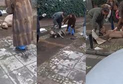 Beşiktaş'ta kaldırımda yürüyen köpek elektrik akımına kapıldı