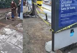 Beşiktaş'ta elektrik akımına kapılan 'Choko' nun durumu iyi; kaçak giderildi