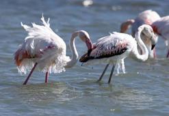 Eğirdir Gölü'nde kışlayan flamingoların vücutlarında buz sarkıtları oluştu