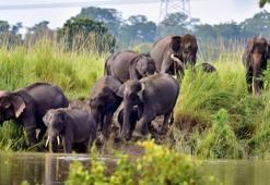 Hindistan'da fil saldırısı: 5 ölü