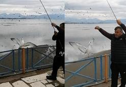 Oltasına balık yerine martı takıldı