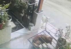 Köpek, başının sıkıştığı demir kapıyı yerinden söktü