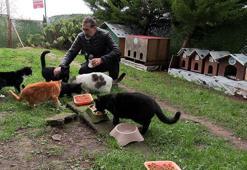 ‘Kedi Köyü’nün sınırları genişledi, misafirleri arttı