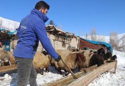 Bitlis'te besicilerin zorlu kış mesaisi