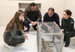 Aç kalan çakal, camiye girdi