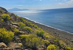 Eşsiz güzellikteki sahil parkurunda nadir görülen 50 tür endemik bitki yetişiyor