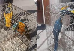 Belgesiz Macaw papağanı satışına 617 bin TL ceza