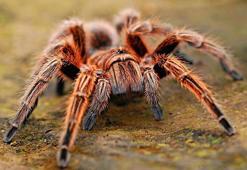 İnternette yasa dışı tarantula satışı