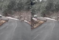 Yola inen 2 karacayı orman ekipleri görüntüledi