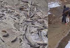 Aras Nehri'nde balık ölümleri