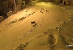 Köye inen kurtlar kamerada