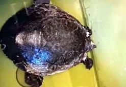 Dalyan Kanalı'nda yaralı caretta caretta bulundu